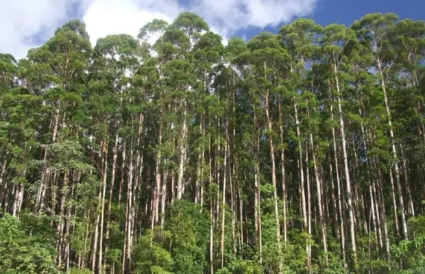 Тенсел и Зелен чай