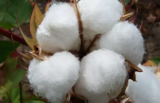 Какво представлява памука?